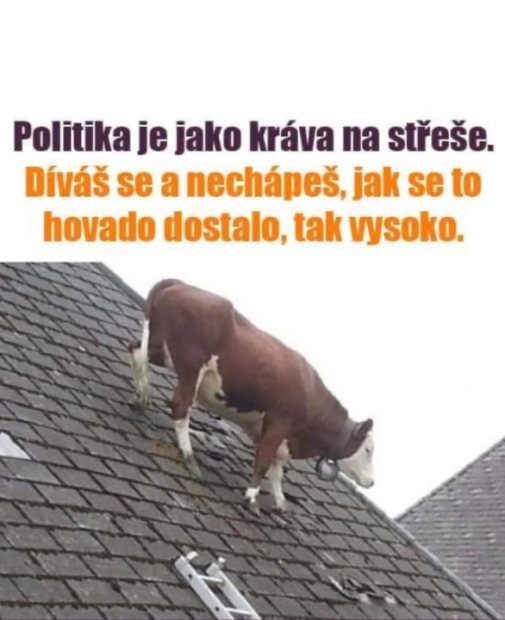 politicky dobytok